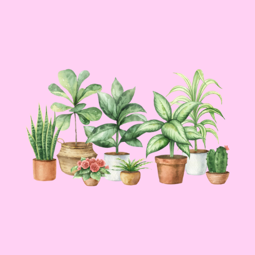 Studio Blomma
